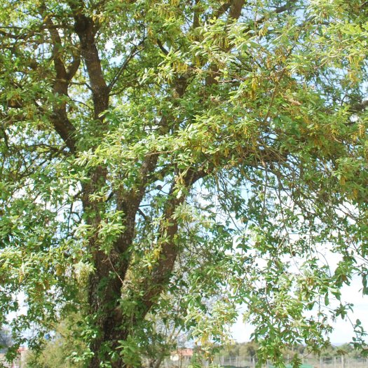 Quercus faginea